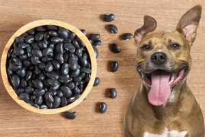 Can Dogs Eat Black Beans?