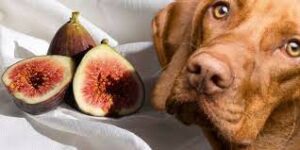 can dogs eat figs