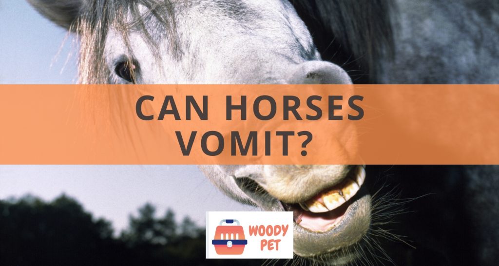 Can horses vomit?
