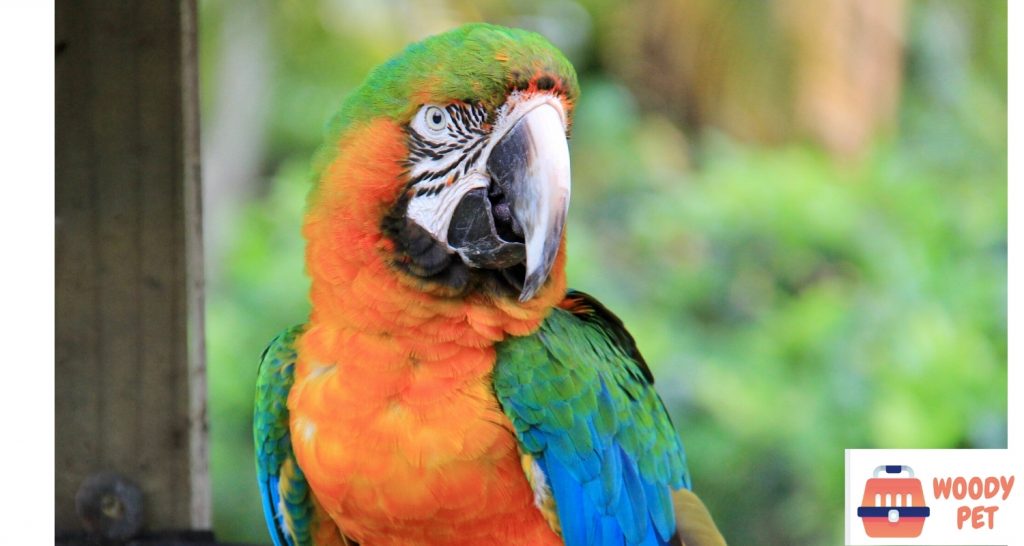 Bird Profile Catalina Macaw,Pork Rib Rub