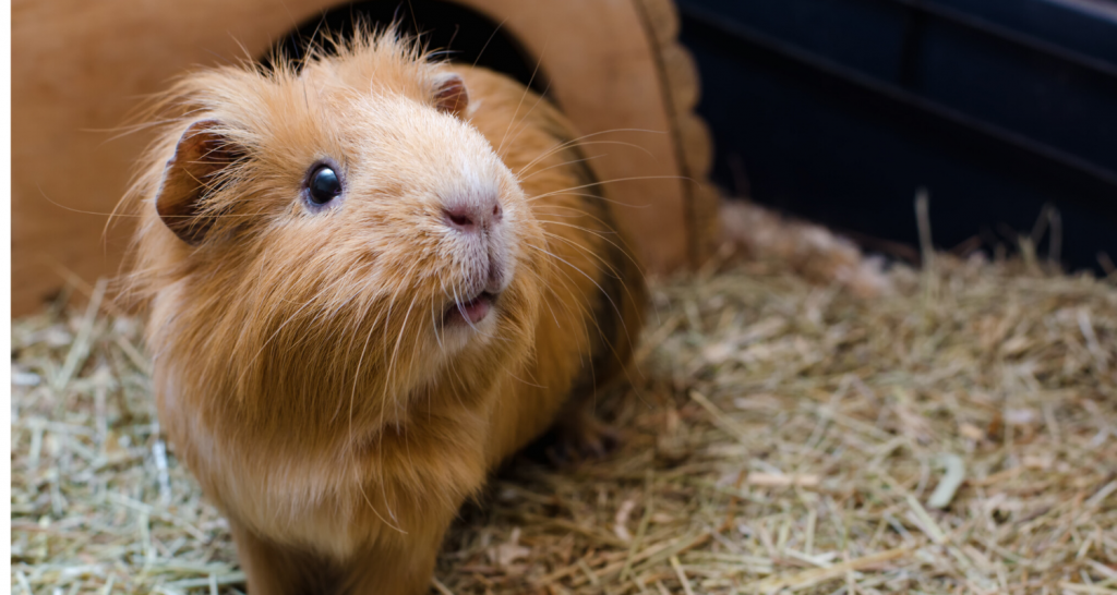 Can guinea pigs eat apple