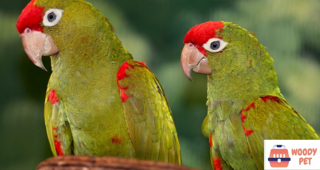 Red fronted macaw