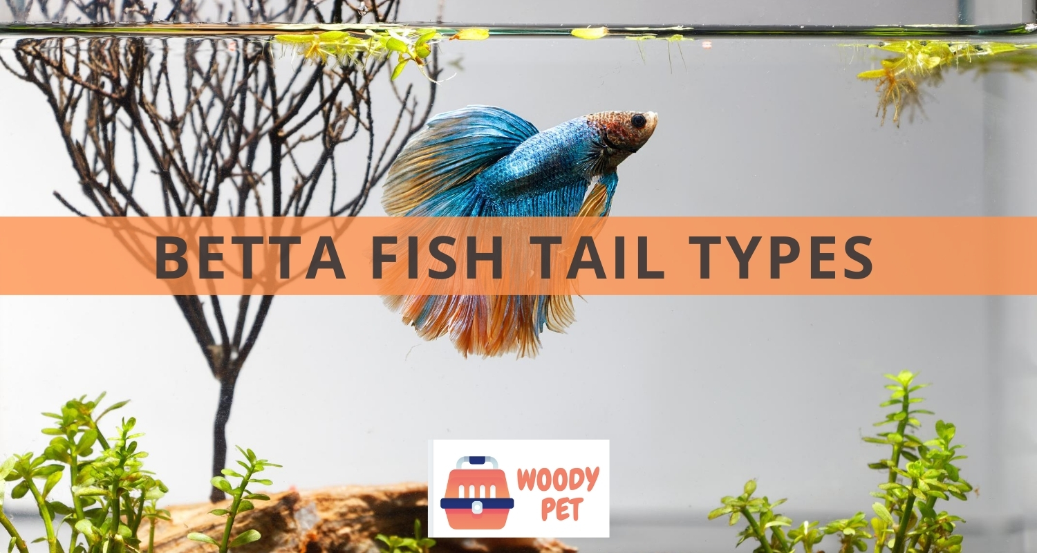 Betta Fish Tail Types