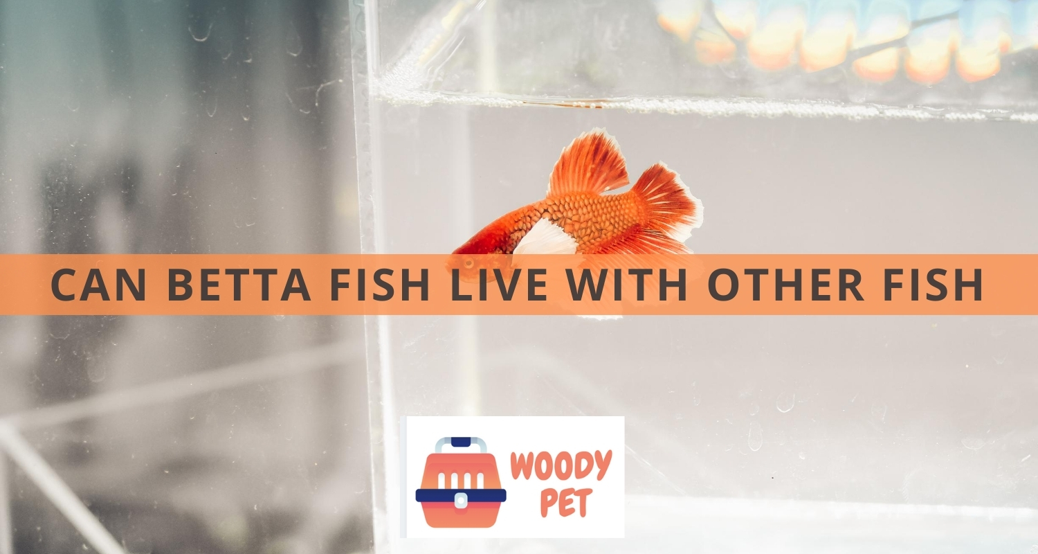 Can Betta Fish Live With Other Fish
