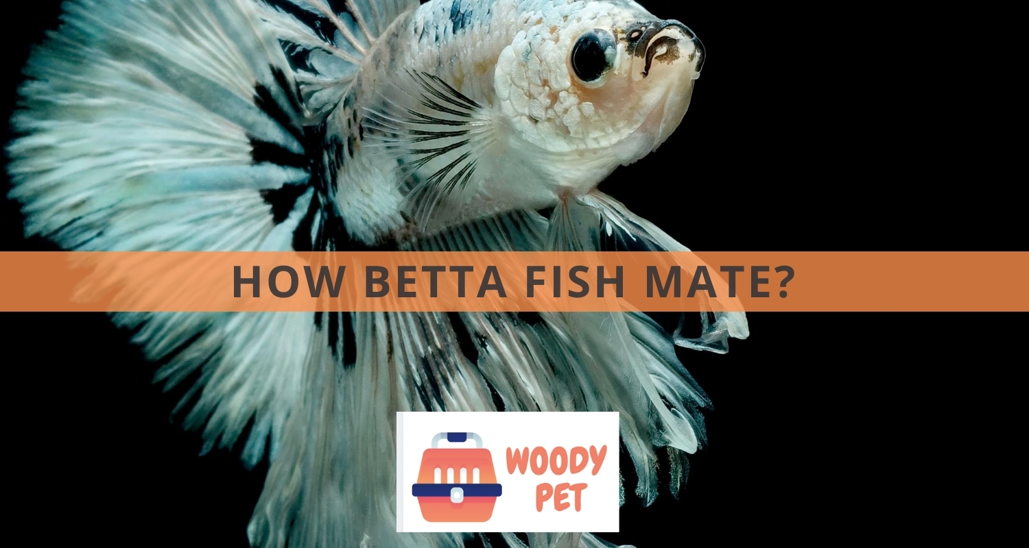 How Betta Fish Mate