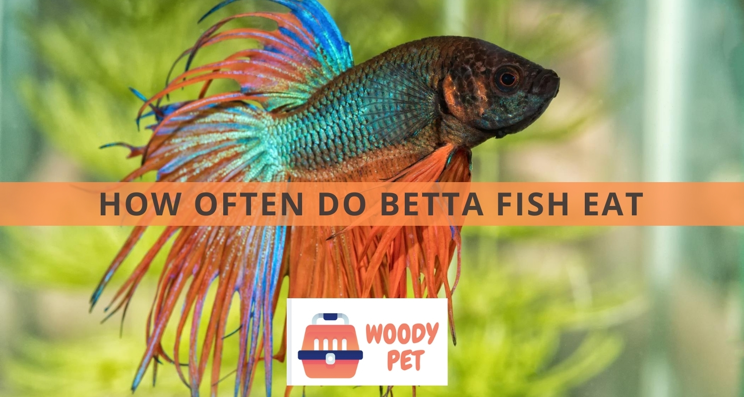 How Often Do Betta Fish Eat