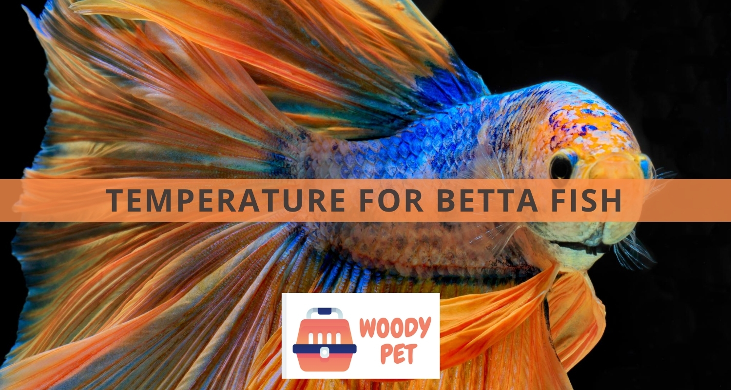 Temperature for Betta fish