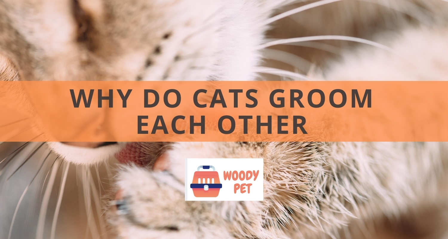 Why do Cats Groom Each Other