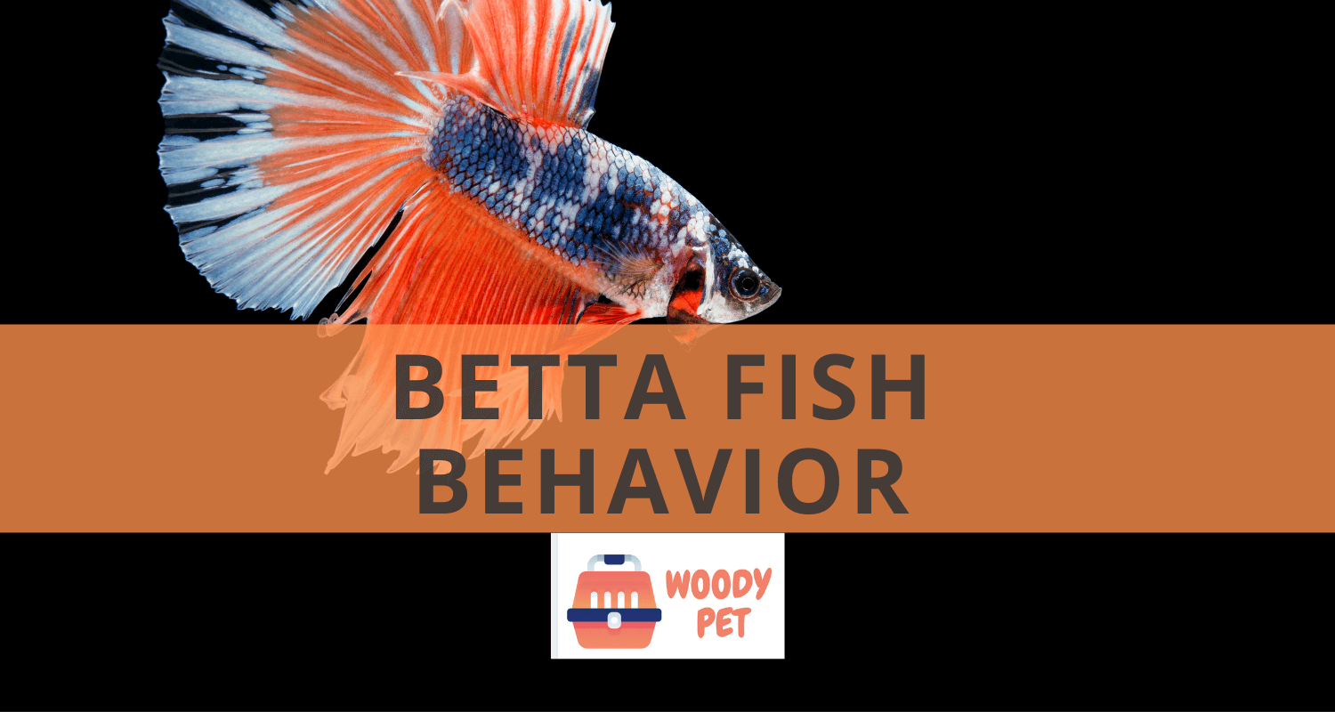 Betta Fish Behavior