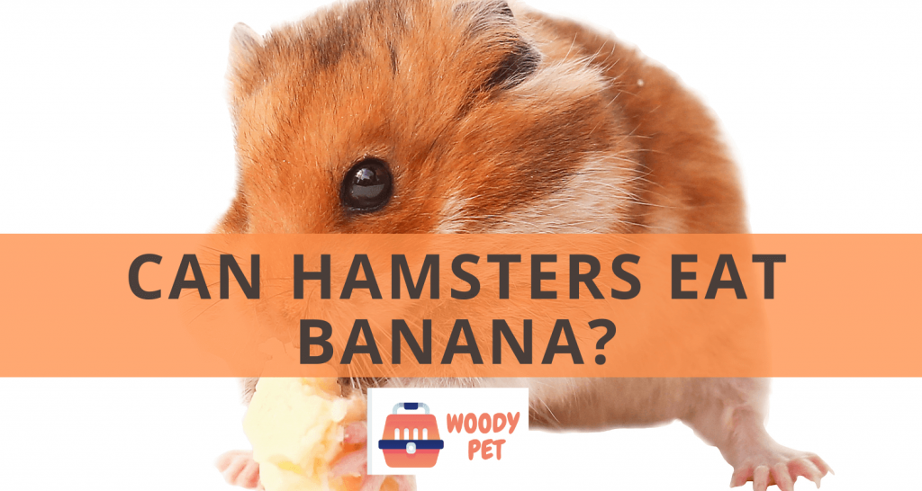 Can Hamsters Eat Banana?
