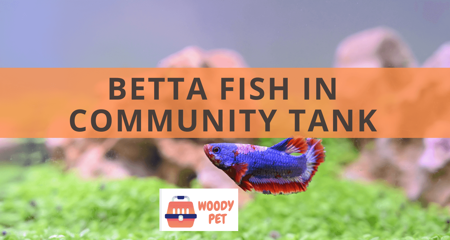Betta Fish in Community Tank