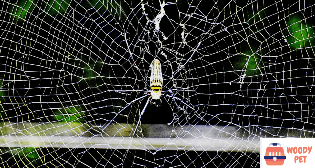 can spiders retract web