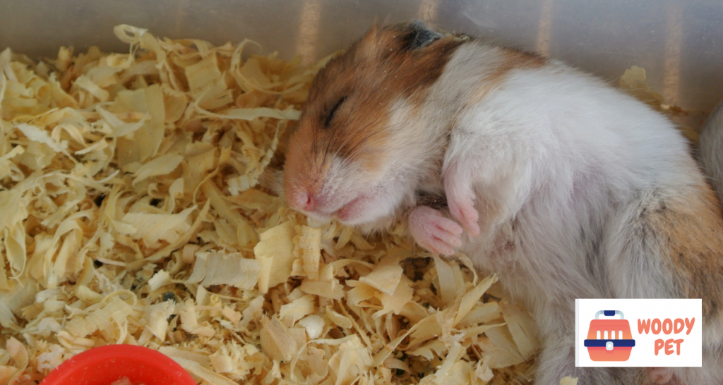 Hamster Hibernating