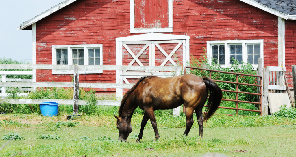 horse barns ideas